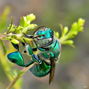 Iridescent green Euglossa dilemma orchid bee resting on a green leaf