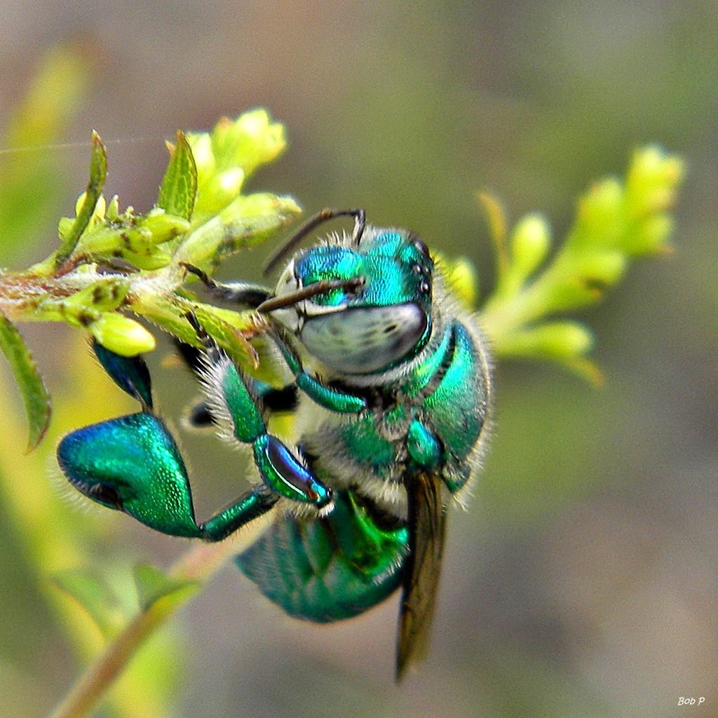 Iridescent green Euglossa dilemma orchid bee resting on a green leaf