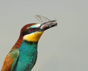 Colorful European bee-eater bird holding a cicada in its beak on a perch