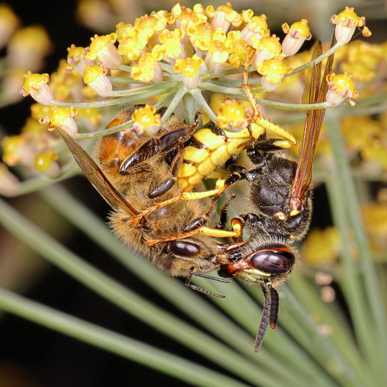 European beewolf wasp gripping a paralyzed honeybee on small yellow flowers