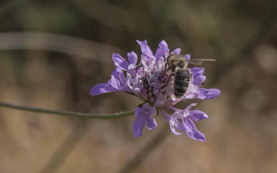 European dark honey bee, Apis mellifera mellifera, feeding on a purple scabious flower