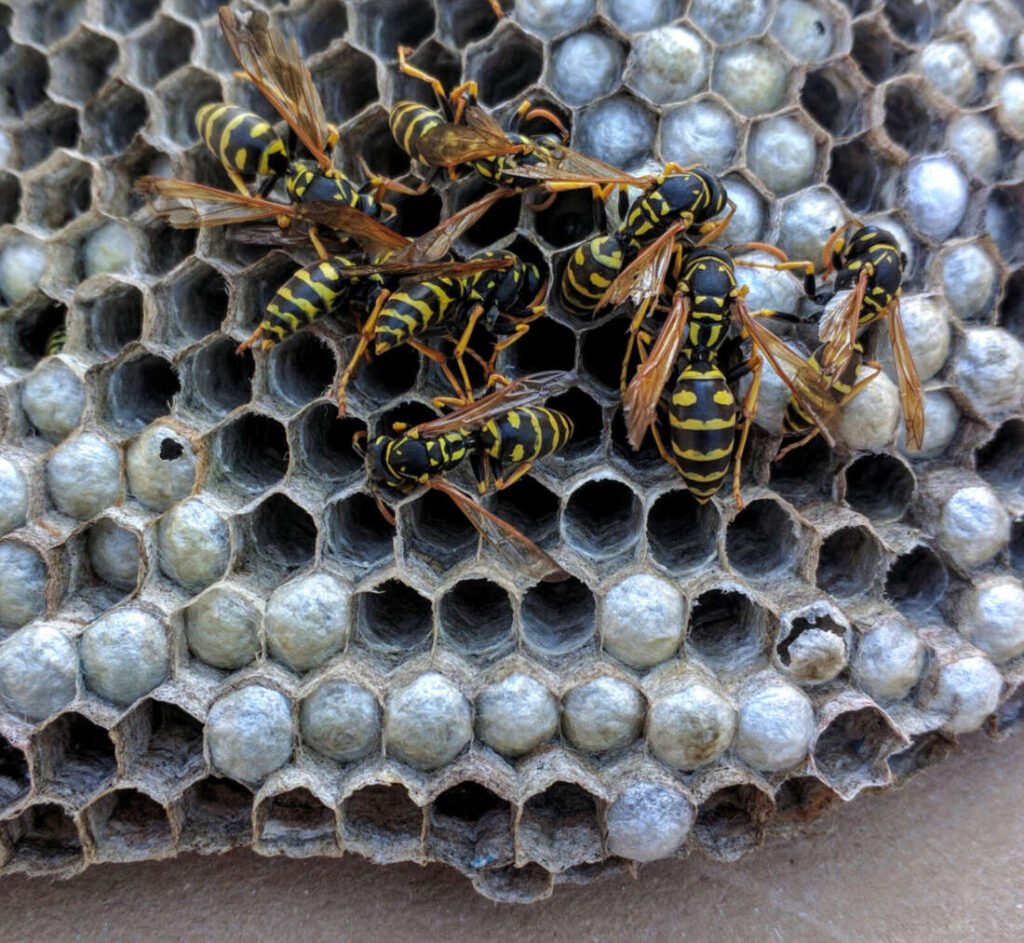 European paper wasps on an open, umbrella-shaped paper nest