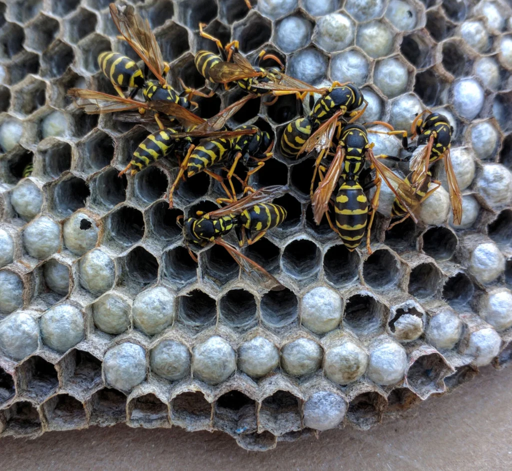 European paper wasps on an open, umbrella-shaped paper nest