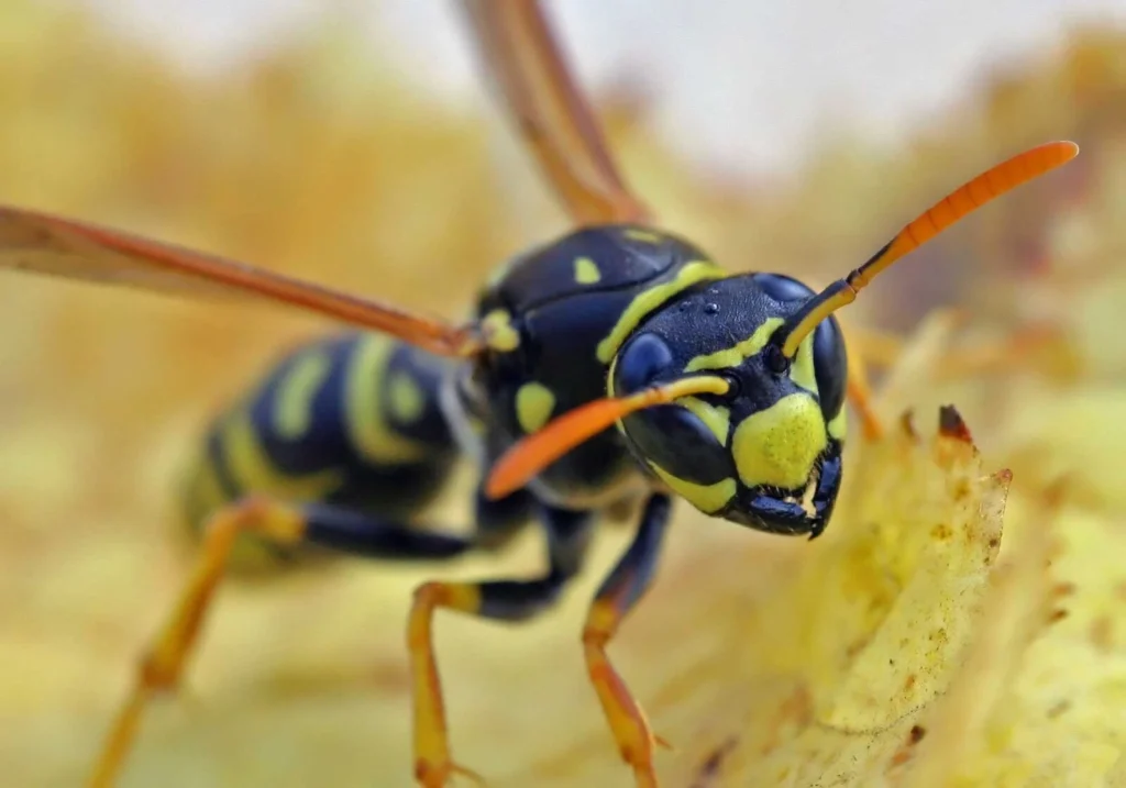Close-up of a European paper wasp head showing distinctive orange-tipped antennae
