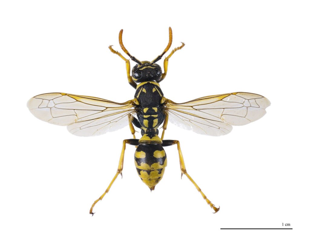European paper wasp Polistes dominula specimen, dorsal view showing yellow-black banding