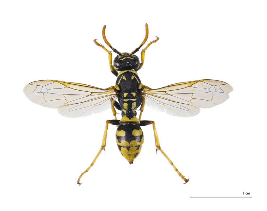 European paper wasp Polistes dominula specimen, dorsal view showing yellow-black banding