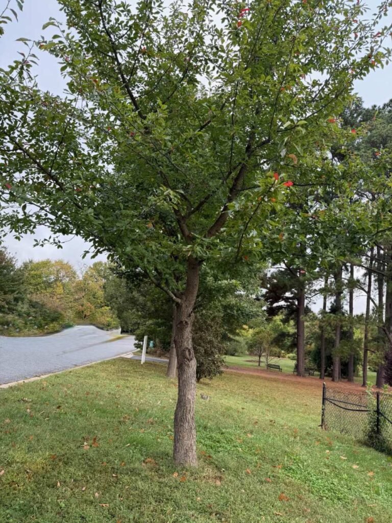 A black gum tree displaying fall foliage color, the tree species used for traditional bee gum hives
