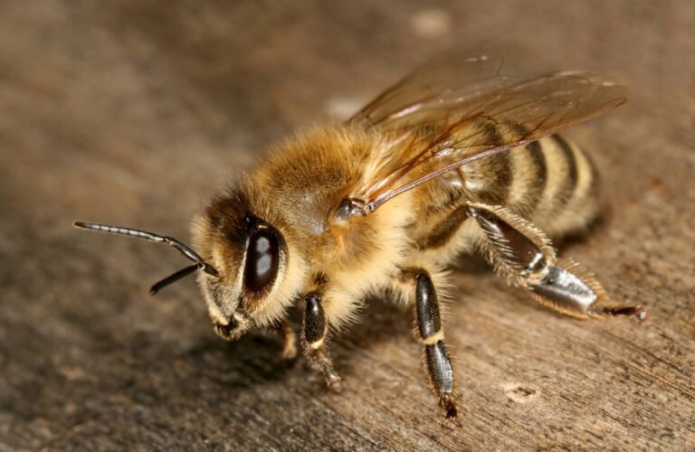 Worker honey bees at a hive entrance, the kind of hive a wireless scale monitors from beneath