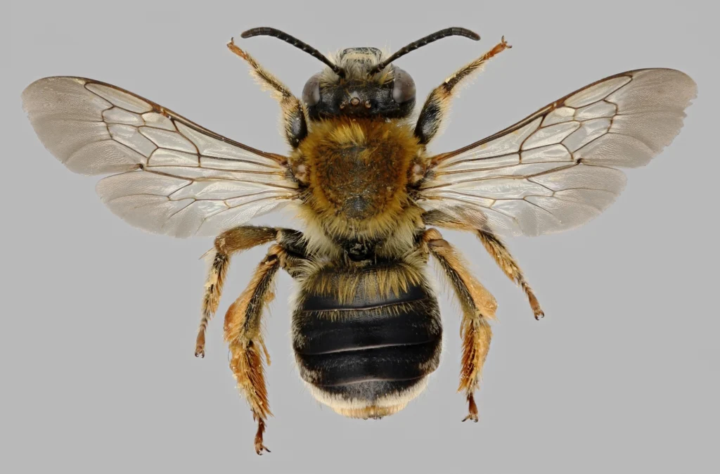 A female Eucera longicornis long-horned bee, the solitary bee species the bee orchid flower evolved to visually and chemically mimic
