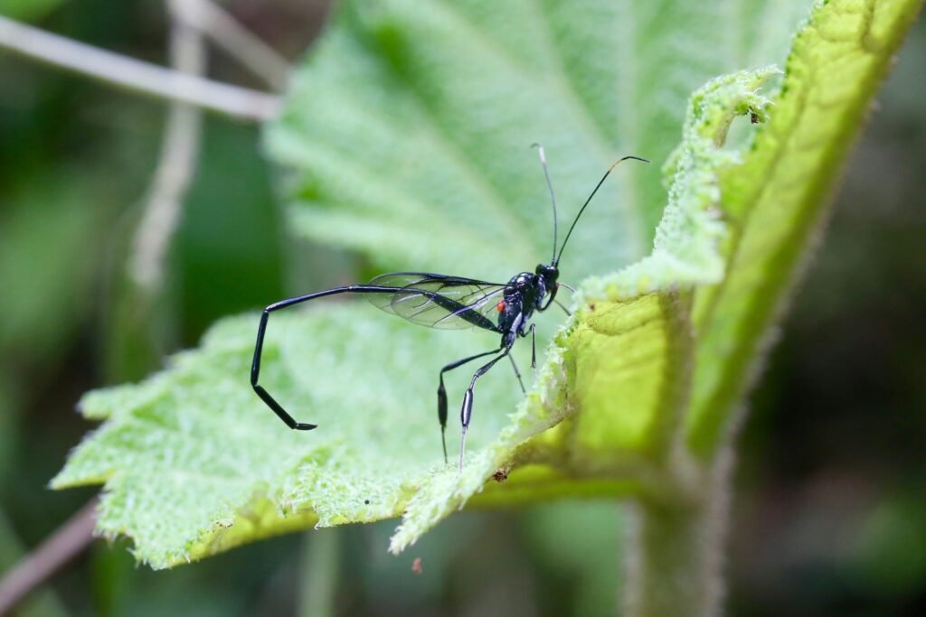 Female Pelecinus polyturator wasp using her extended abdomen to probe soil for beetle grubs