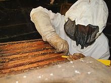 Close-up of a beekeeper wearing a rigid-frame fencing-style veil holding mesh away from the face