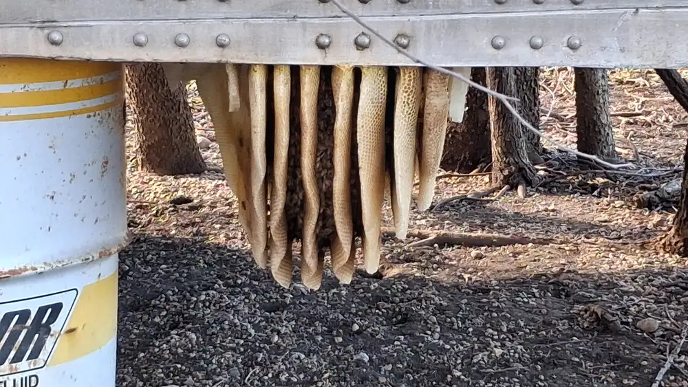 Wild honey bee colony hanging exposed sheets of comb beneath an abandoned truck trailer in McKinney, Texas