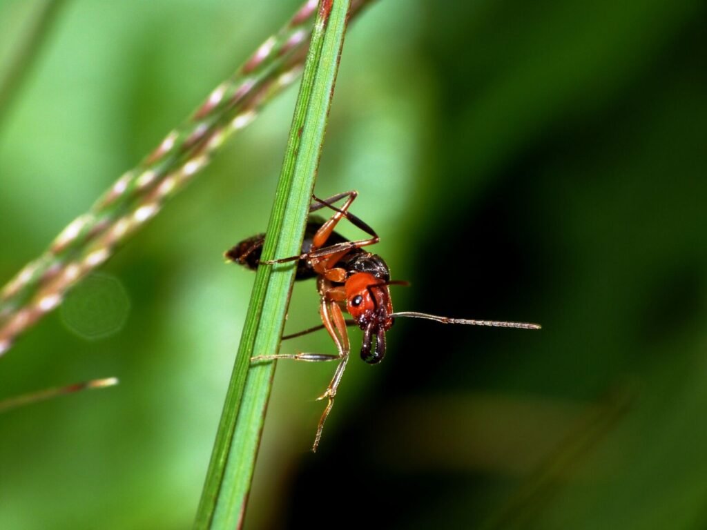 Close-up photo of a red imported fire ant, rated pain level 1 on the Schmidt scale