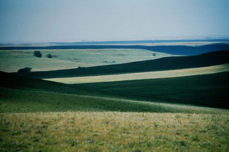 Photo of tallgrass prairie wildflowers in the Flint Hills, Kansas Great Plains