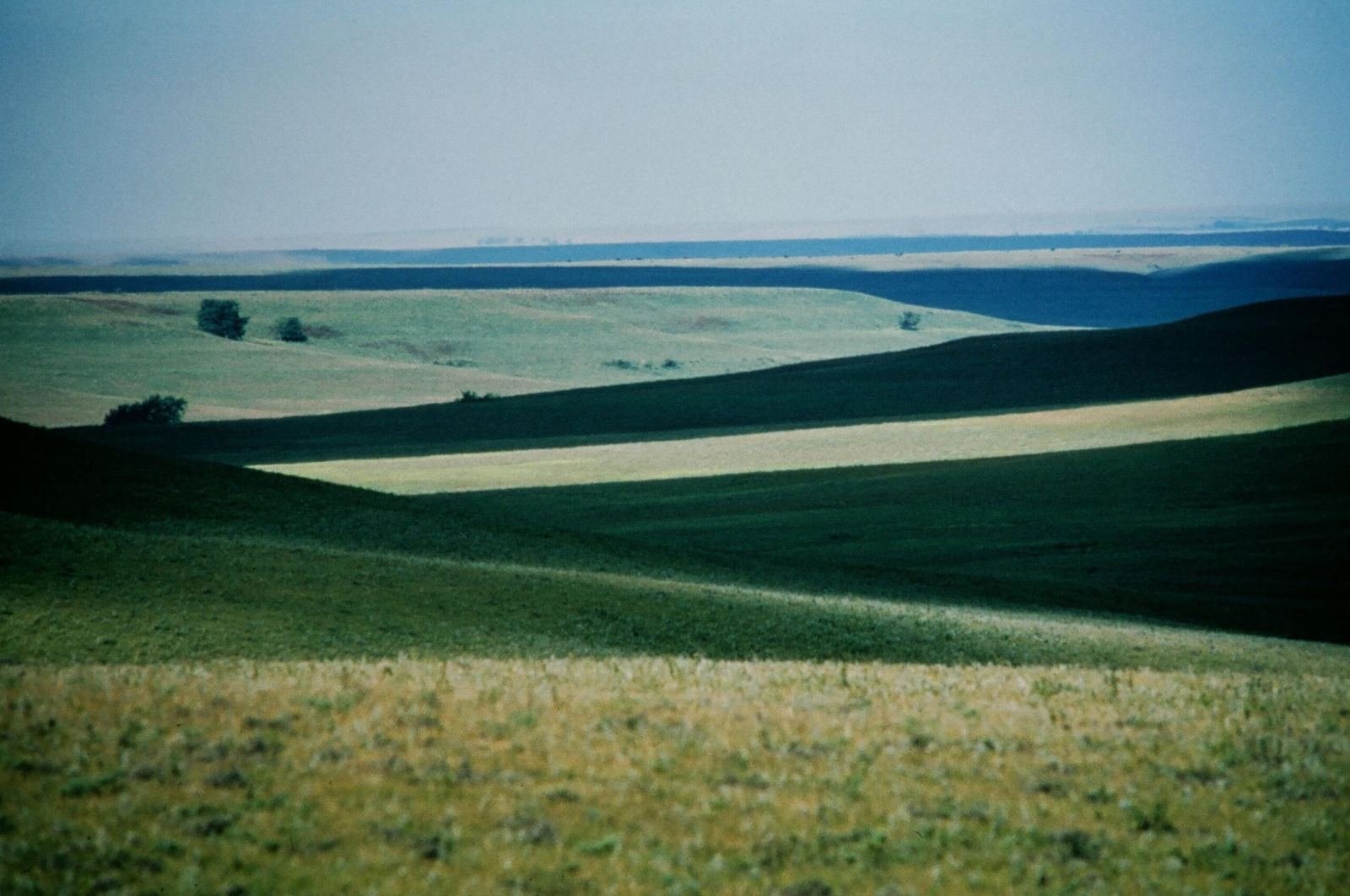 Photo of tallgrass prairie wildflowers in the Flint Hills, Kansas Great Plains