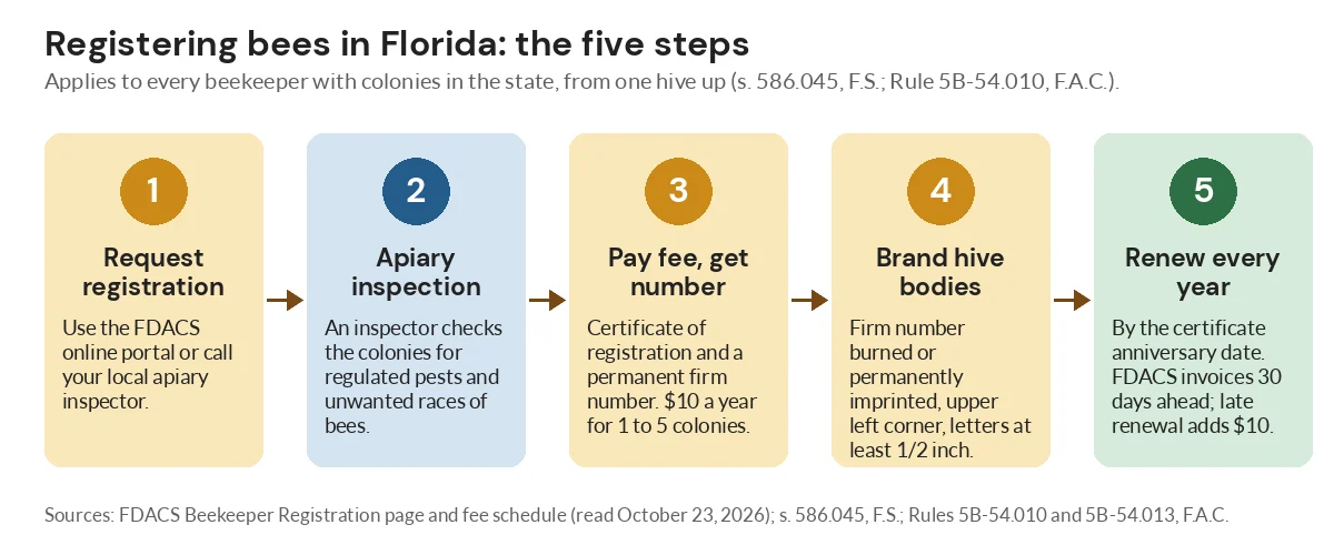 Diagram of the five steps to register bees in Florida, from FDACS request and inspection to branding and yearly renewal