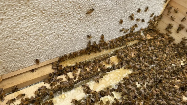 Medium frame of capped honey in a Langstroth hive with worker bees cleaning up spilled honey on the frames