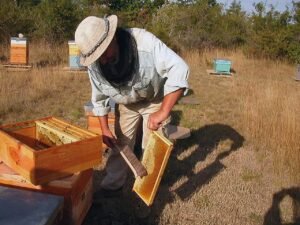 A beekeeper checking honey harvest in Provence, France