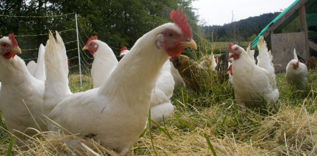 Free-range chicken flock near their coop, illustrating how bees share space with other homestead animals