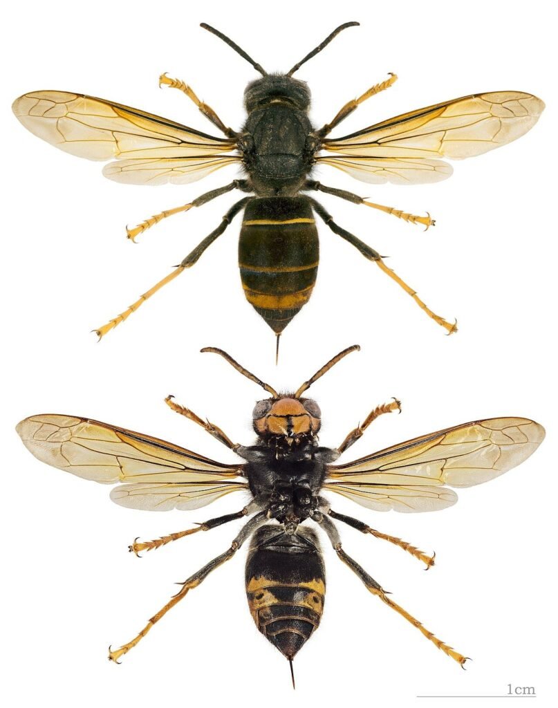 Frelon asiatique (Vespa velutina) photographié en gros plan