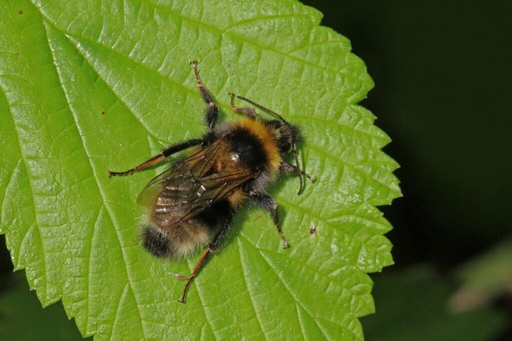 Garden bumblebee (Bombus hortorum) foraging on a flower, the kind of photo submitted to Bumble Bee Watch