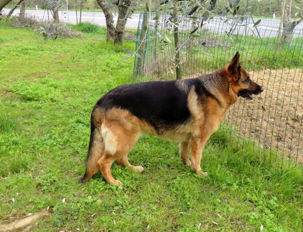 A German shepherd, one of the dog breeds insurers commonly restrict coverage for based on claims-payout history