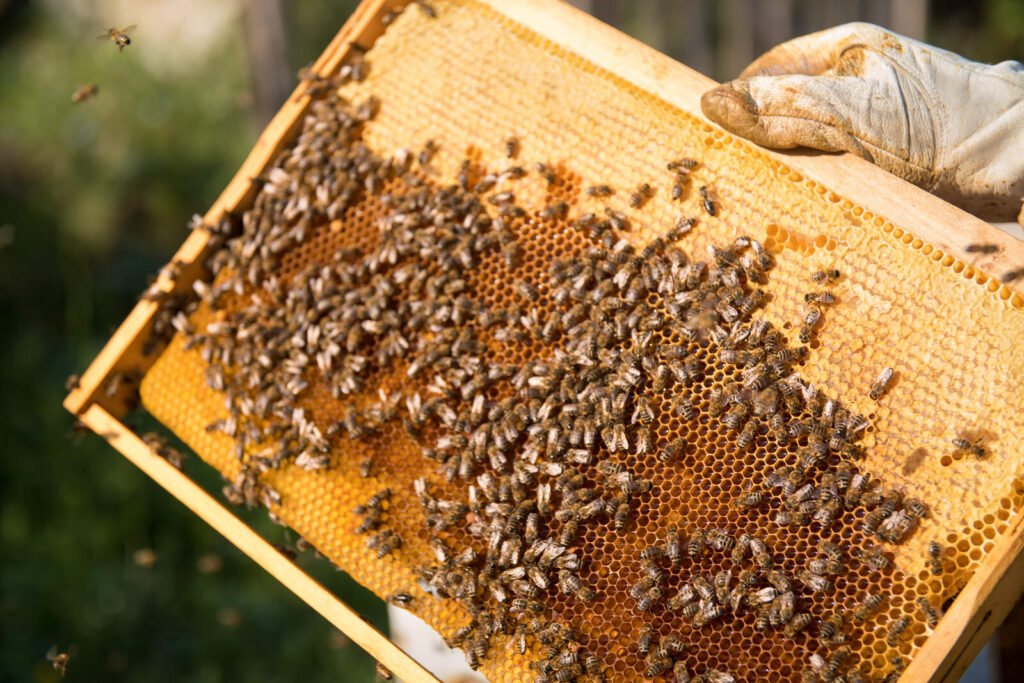 Gloved hand holding a honeycomb frame covered in bees during a hive data inspection