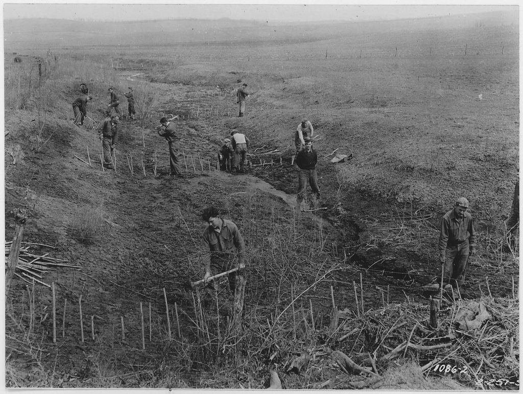 Civilian Conservation Corps workers planting shelterbelt tree seedlings as a Great Plains windbreak