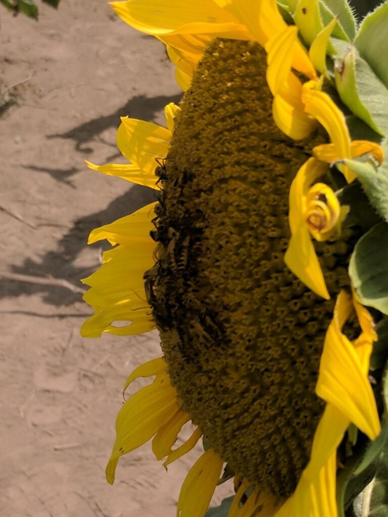 A blooming sunflower field in Kansas, part of the Great Plains summer nectar flow that Kansas beekeepers rely on regardless of which city's ordinance, if any, governs their apiary
