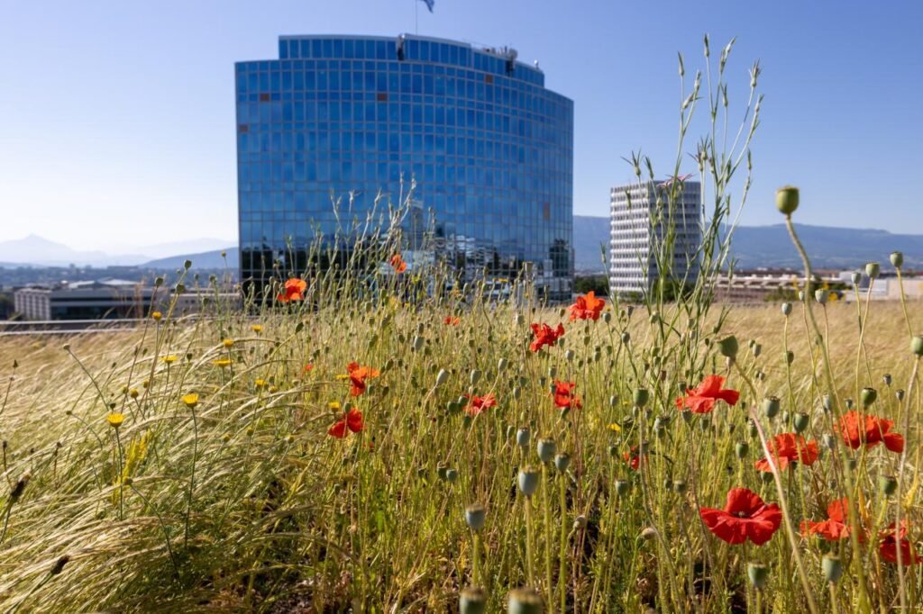 A flowering green roof providing pollinator habitat, the same kind of small distributed planting used along Oslo bee highway route