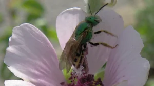 Metallic green Agapostemon sweat bee gathering pollen on a pale pink mallow flower