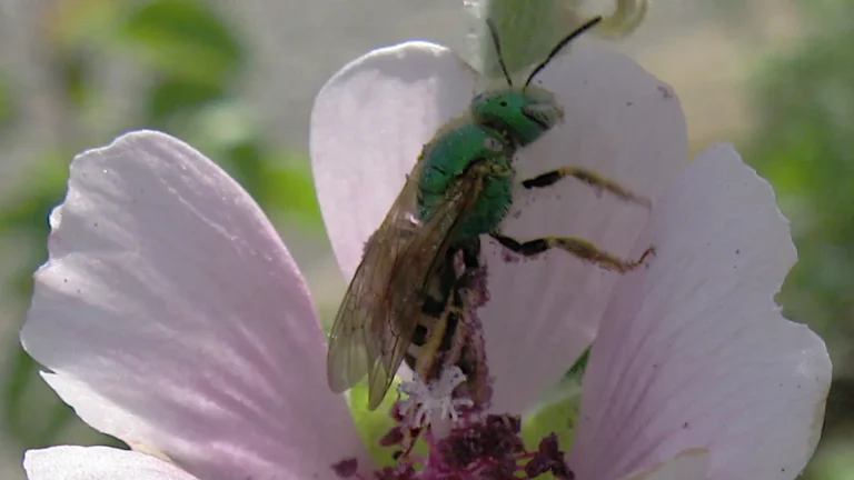 Metallic green Agapostemon sweat bee gathering pollen on a pale pink mallow flower