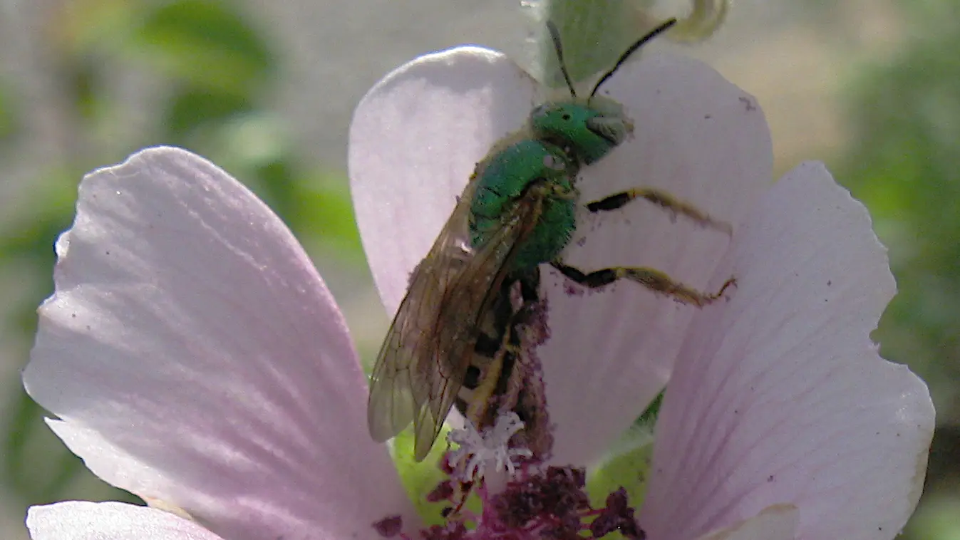 Metallic green Agapostemon sweat bee gathering pollen on a pale pink mallow flower
