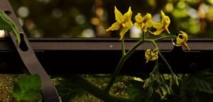 Greenhouse tomato plants in flower, the crop where commercial robotic pollination technology has seen its clearest real-world success