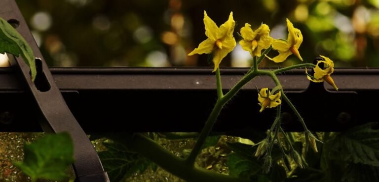 Greenhouse tomato plants in flower, the crop where commercial robotic pollination technology has seen its clearest real-world success