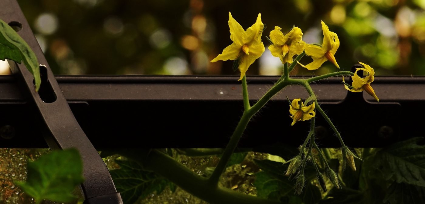 Greenhouse tomato plants in flower, the crop where commercial robotic pollination technology has seen its clearest real-world success