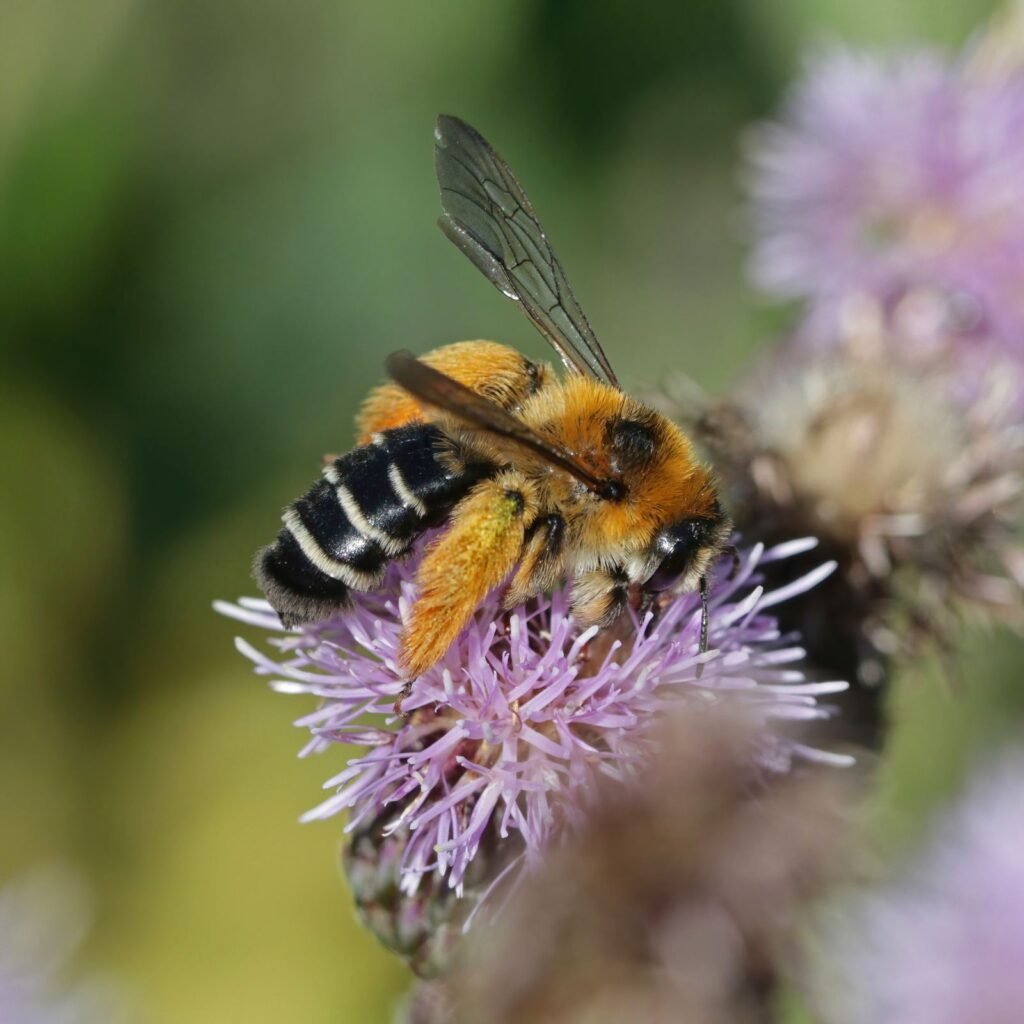 A ground-nesting solitary bee species illustrating the burrow-nesting habit shared by Macropis