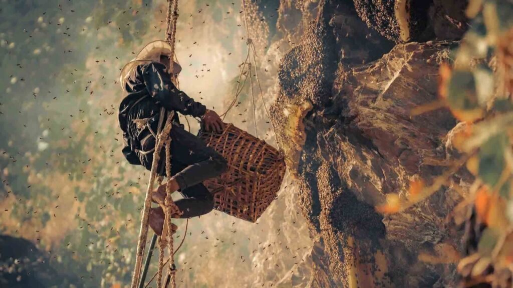 Gurung tribesman honey hunting on a cliff face in Nepal using traditional methods