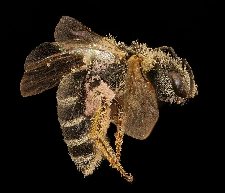 Close-up of a female Halictus ligatus sweat bee with banded dark abdomen, dusted in pink pollen grains