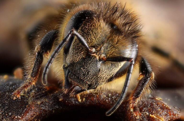 Close-up portrait of a honey bee, illustrating the species protected by Hawaii's strict inter-island bee movement rules