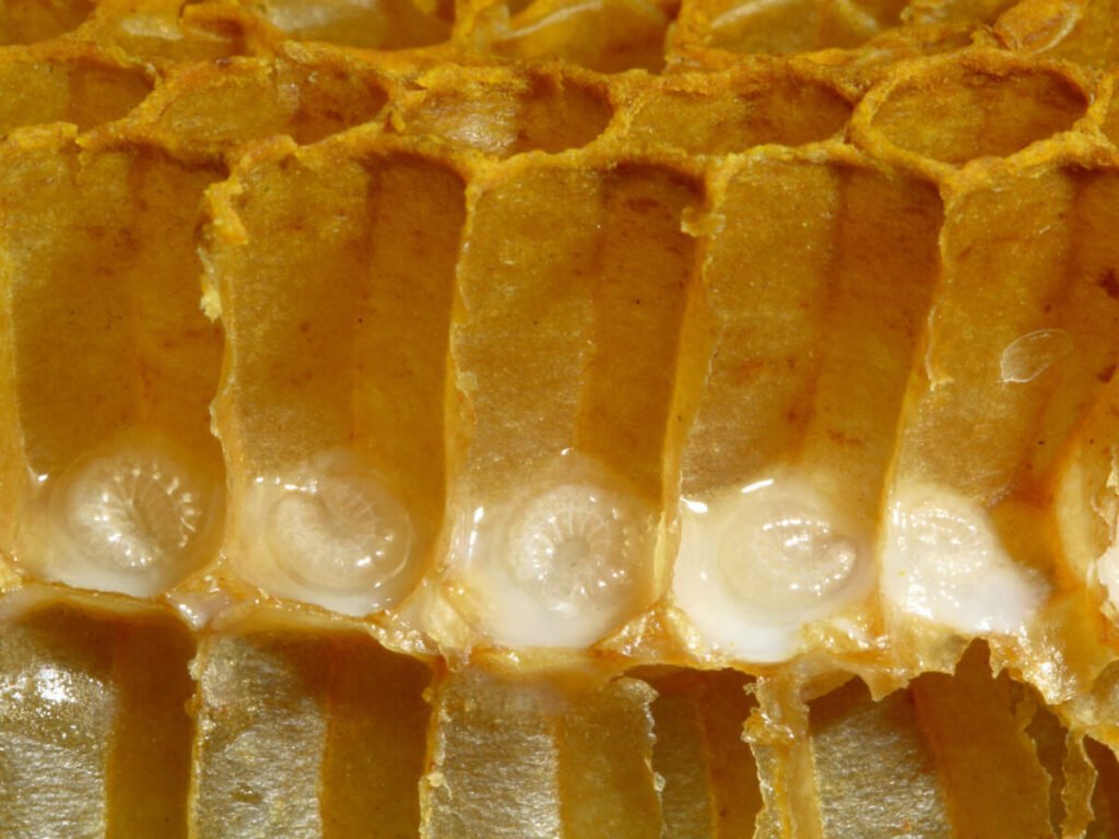 Close-up of healthy honeybee brood comb with visible larvae, for comparison with foulbrood-affected brood