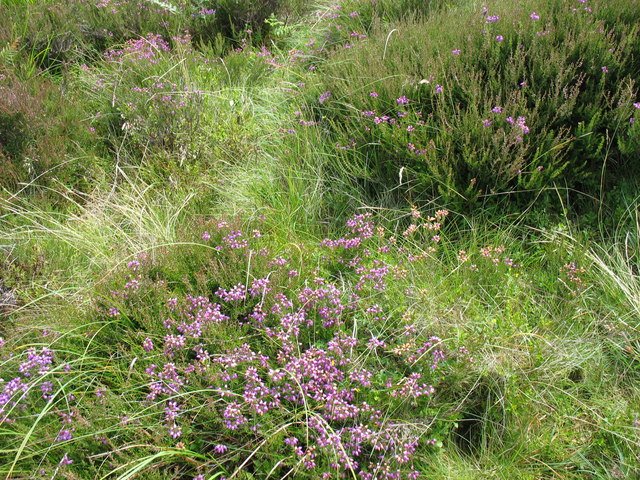 Ling heather moorland in purple bloom, the nectar source for heather honey