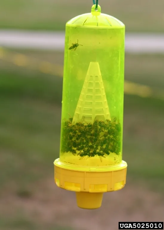 Yellow plastic heptyl butyrate trap hanging outdoors, its base filled with trapped western and prairie yellowjackets