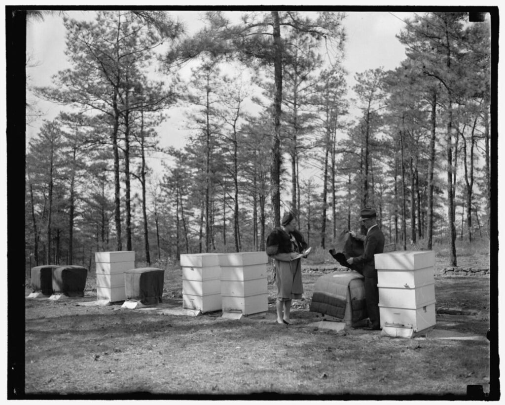 Historic photo of a named USDA apiculturist demonstrating hive equipment at the Bee Culture Laboratory, a forerunner of today's formal beekeeping credentials