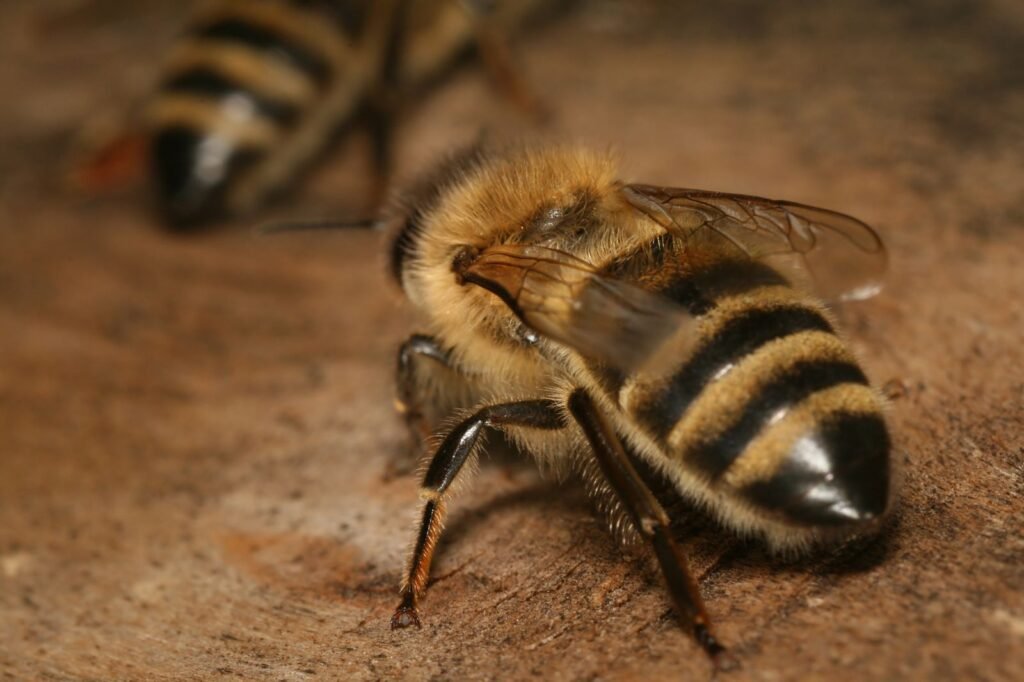 Worker honey bees clustered on a wooden hive entrance board, where guard bees decide whether a returning bee is admitted