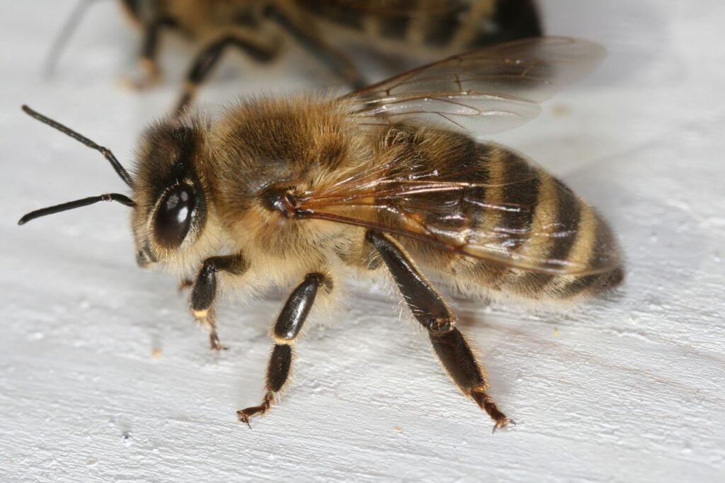 Worker honey bees standing on a textured wooden landing board at the front of a beehive
