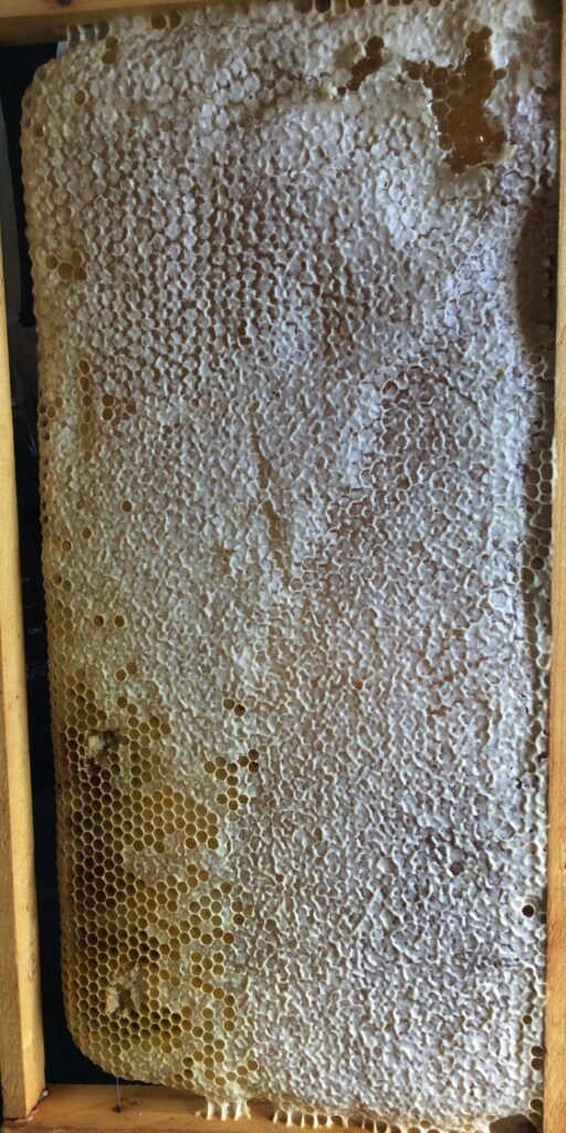 A wooden hive frame with drawn honeycomb, the kind of equipment typically covered under homeowners personal property coverage