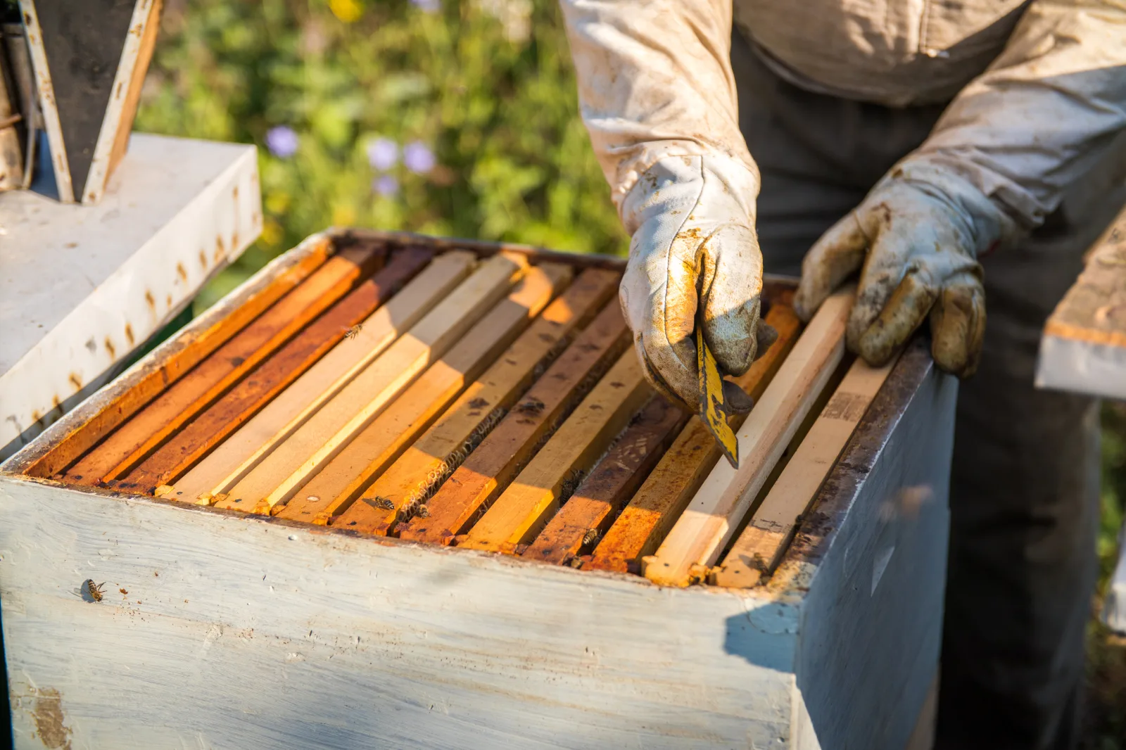 Beekeeper's gloved hands opening a hive box to inspect wooden frames
