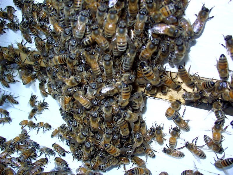 Honey bees bearding on the outside of a hive box, a natural cooling behavior in hot weather