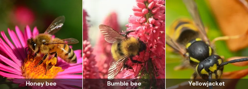 Three close-up photos side by side: a honey bee on an aster, a bumble bee on a flower spike and a yellowjacket wasp